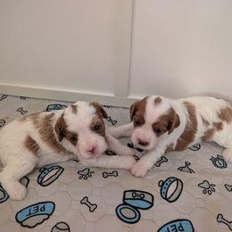 Cavapoo Puppies from Crystal Coast Cavapoodles