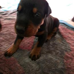 Girl 5 - Black and rust female Doberman Pinscher puppy in Anderson, Indiana from Legendary Kennels