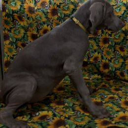 Girl 5 - Silver gray Weimaraner puppy in Lone Camp, Texas from Bullard’s Weimaraners
