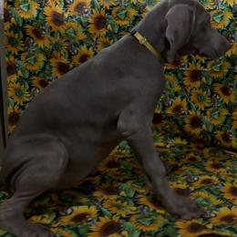 Girl 5 - Silver gray Weimaraner puppy in Lone Camp, Texas from Bullard’s Weimaraners