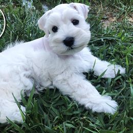 Miniature Schnauzer Puppies from JC Parti Schnauzers