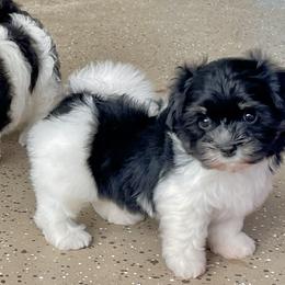 DOMINO - Black and tan male Havanese puppy in Summerfield, Florida from Honor Havanese