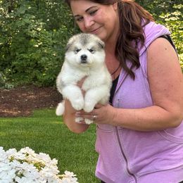 Girl 3 - Gray and white female Alaskan Malamute puppy in Ramsey, Minnesota from Windchaser Kennels