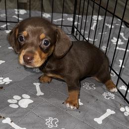 Duke - Chocolate and tan male Dachshund puppy in Nevada, Missouri from Lee's Backroad Fur Babies