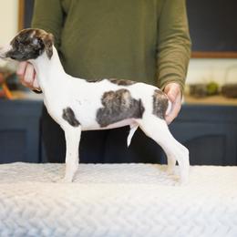 Blaze - Black brindle male Whippet puppy in Atlanta, Georgia from Sinaj