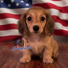 AFDs Runa - Cream female Dachshund puppy in Waverly, Ohio from Always Faithful Dachshunds