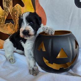 Jack - Parti male Miniature Schnauzer puppy in Hickory, North Carolina from Selene's Schnauzers