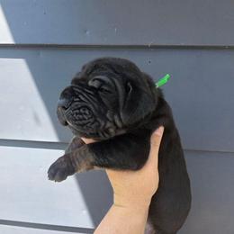 LIONEL Black tan or brindle point green - Black male Great Dane puppy in Port Clinton, Ohio from LakeSide Danes