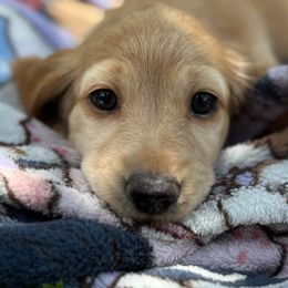 Dachshund Puppies from Ultimate_Doxies