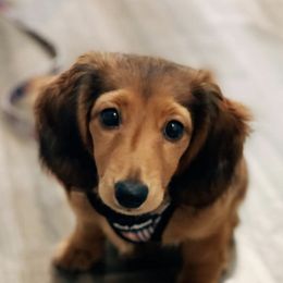 Dachshunds from Kietzman‘s Miniature Dachshunds