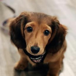 Dachshunds from Kietzman‘s Miniature Dachshunds