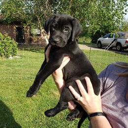 Chesapeake Bay Retrievers and Labrador Retrievers from Skookum Creek Retrievers