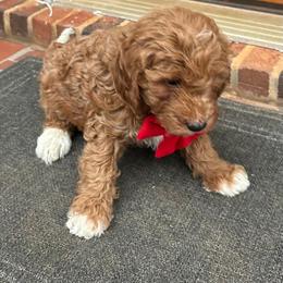 Gino - Red  male Goldendoodle puppy in Mint Hill, North Carolina from DoodleForever