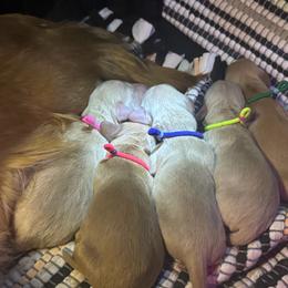 Blue - Cream male Dachshund puppy in Hazlehurst, Georgia from DrakeFire Dachshunds