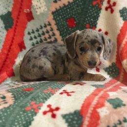 Minnie - Fawn (isabella) and cream female Dachshund puppy in Humphreys, Missouri from Foster’s Dachshunds
