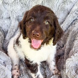 Lemonade Chocolate Parti Female - White and brown female Newfoundland puppy in Alto, Georgia from KelleyDoodles