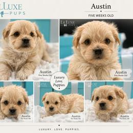 Austin - Tan male Morkie puppy in Scottsdale, Arizona from Lil Luxe Pups