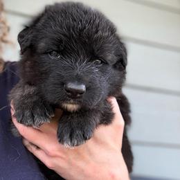 Meadow - Black male Shiloh Shepherd puppy in Bartlett, Tennessee from The Mighty Quinn Shilohs