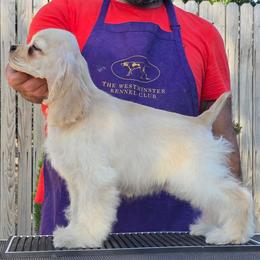 Rosé - Buff female Cocker Spaniel puppy in Rialto, California from Arquivolta Kennel