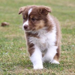 Australian Shepherd Puppies from SnowRidge Australian Shepherds