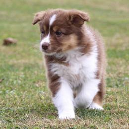 Australian Shepherd Puppies from SnowRidge Australian Shepherds
