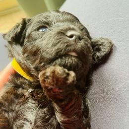 Girl 1 - Black Poodle puppy in Texas from Paw Prints Of Poodles and Doodles.