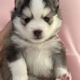 Grizzly - Wolf sable male Pomsky puppy in Cumming, Iowa from Winter’s Perfect Pomskies