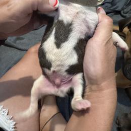 Jake - Fawn male Boxer puppy in Madras, Oregon from BnT Boxers
