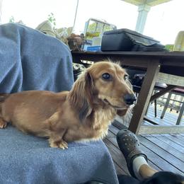 Ruby - Dachshund