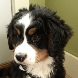 Bernese Mountain Dogs from Tami's Bernese Mountain Dogs