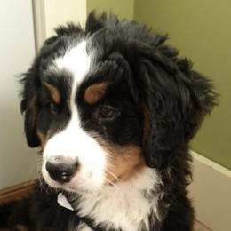 Bernese Mountain Dogs from Tami's Bernese Mountain Dogs
