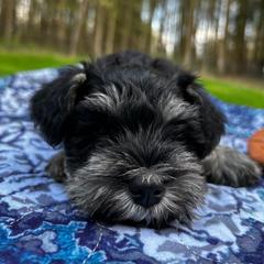 Boy 3 - Black and silver Miniature Schnauzer puppy in Bellville, Ohio from Lynn's Charming Schnauzers