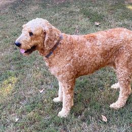 Goldendoodle All Grown Up from Denise Pound