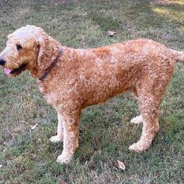 Goldendoodle All Grown Up from Denise Pound