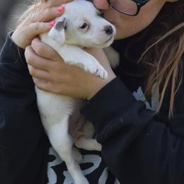 Dazzle - Tri-color female Jack Russell Terrier puppy in Menifee, California from Wendover Terriers