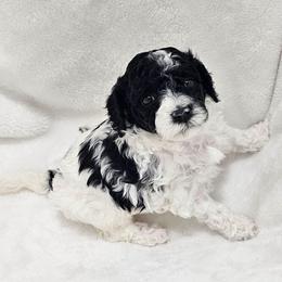 Duchess - Parti female Poodle puppy in Puyallup, Washington from Pure Parti Poodles