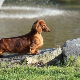 Dachshunds from Boombay