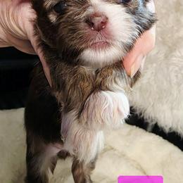 Hazel - Chocolate and tan female Shih Tzu puppy in Center Point, Iowa from Puppies in a Box Shih tzus