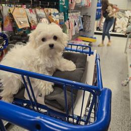 Burberry - Cream male Maltipoo puppy in Washington from Mt.BakerPoodles&Doodles
