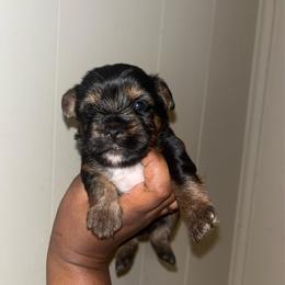 Pearl 2500 - Black and tan female Yorkshire Terrier puppy in Gastonia, North Carolina from Banks Dynasty Kennel