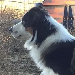 Bear - Australian Shepherd