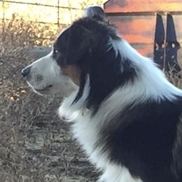 Bear - Australian Shepherd