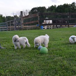 Poodle Puppies from D and D Standard Poodles