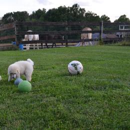 Poodle Puppies from D and D Standard Poodles