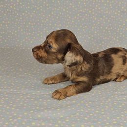 Dachshund Puppies from Newbern's Nuggets