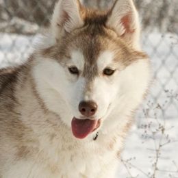 Siberian Husky All Grown Up from Keahi Siberian Huskies