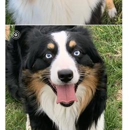 Aussiedoodle, Australian Shepherd, and Toy Australian Shepherd Puppies from Tumblin T Aussies and Aussiedoodles