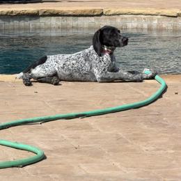 Bailey - Black and white female German Shorthaired Pointer puppy in Stephenville, Texas from VOM BOSQUE RIVER DEUTSCH KURZHAAR and FOREST RIVER LLEWELLINS