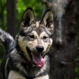 Anatolian Shepherd Dogs, Mastiffs, and Tamaskans from Feather’s Glen Anatolians