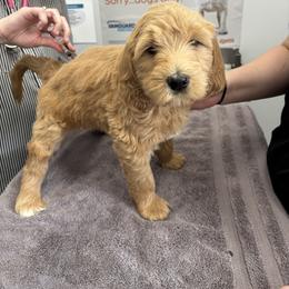 Goldendoodle Puppies from Old Line Doodles